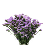 Statice Dark Purple - China