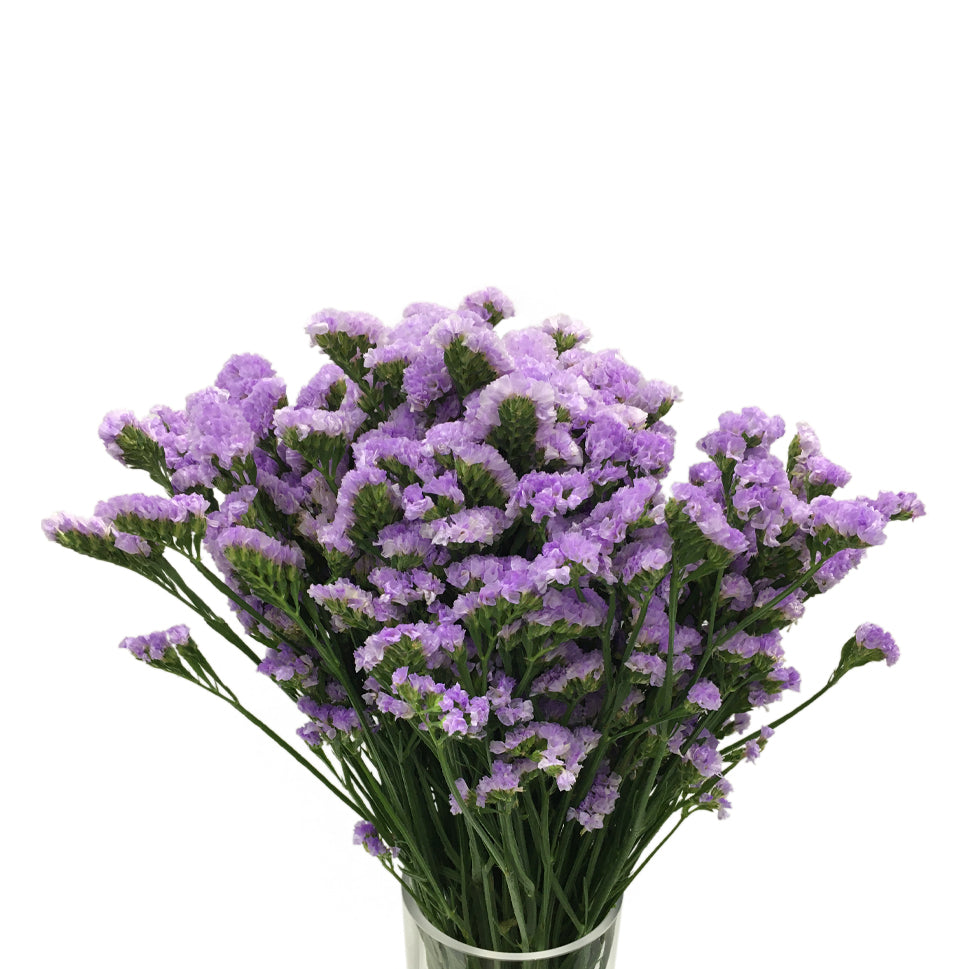 Statice Dark Purple - China