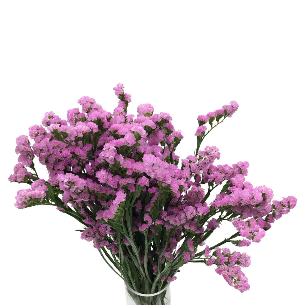 Statice Dark Purple - China