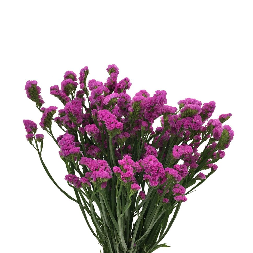 Statice Dark Purple - China