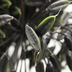 Agapanthus Seedhead - Holland