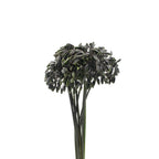 Agapanthus Seedhead - Holland