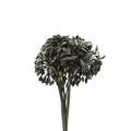 Agapanthus Seedhead - Holland