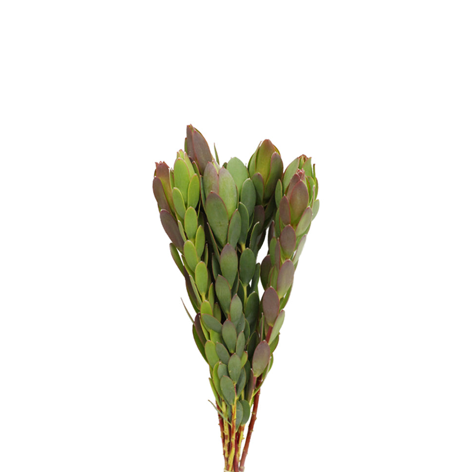 Leucadendron - South Africa