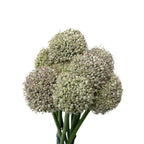 Allium Ampeloprasum White - Holland