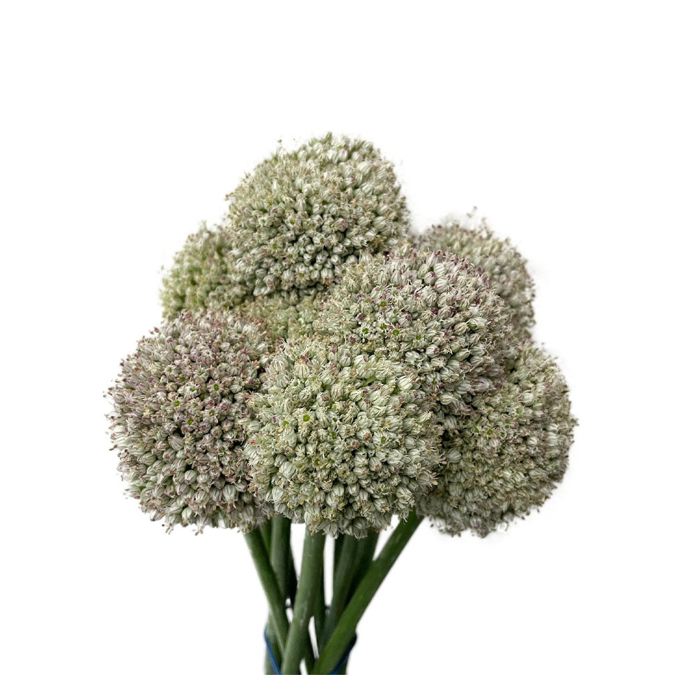 Allium Ampeloprasum White - Holland