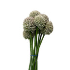 Allium Ampeloprasum White - Holland