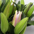 Lily Oriental - China