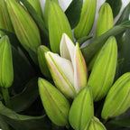 Lily Oriental - China