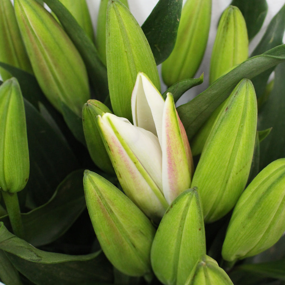 Lily Oriental - China