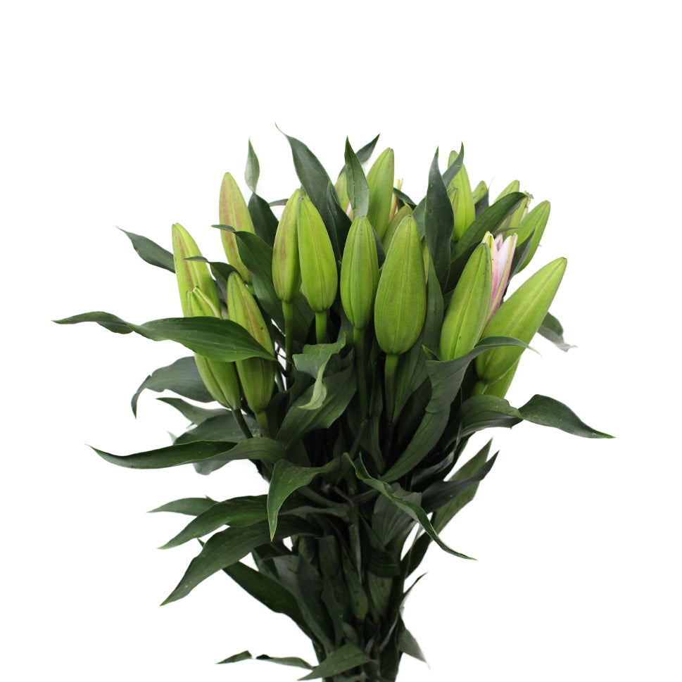Lily Oriental - China