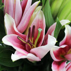 Lily Oriental - China
