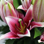 Lily Oriental - China