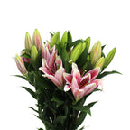 Lily Oriental - China