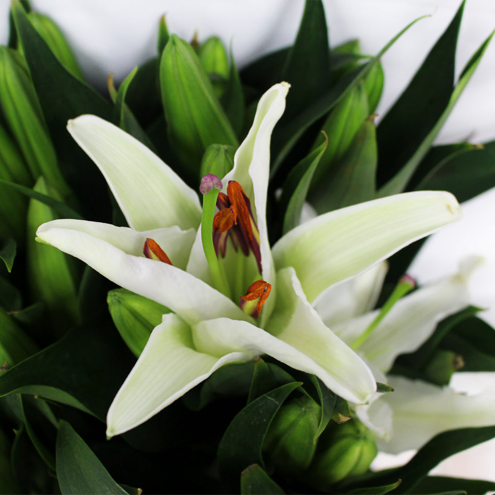 Lily Oriental - China