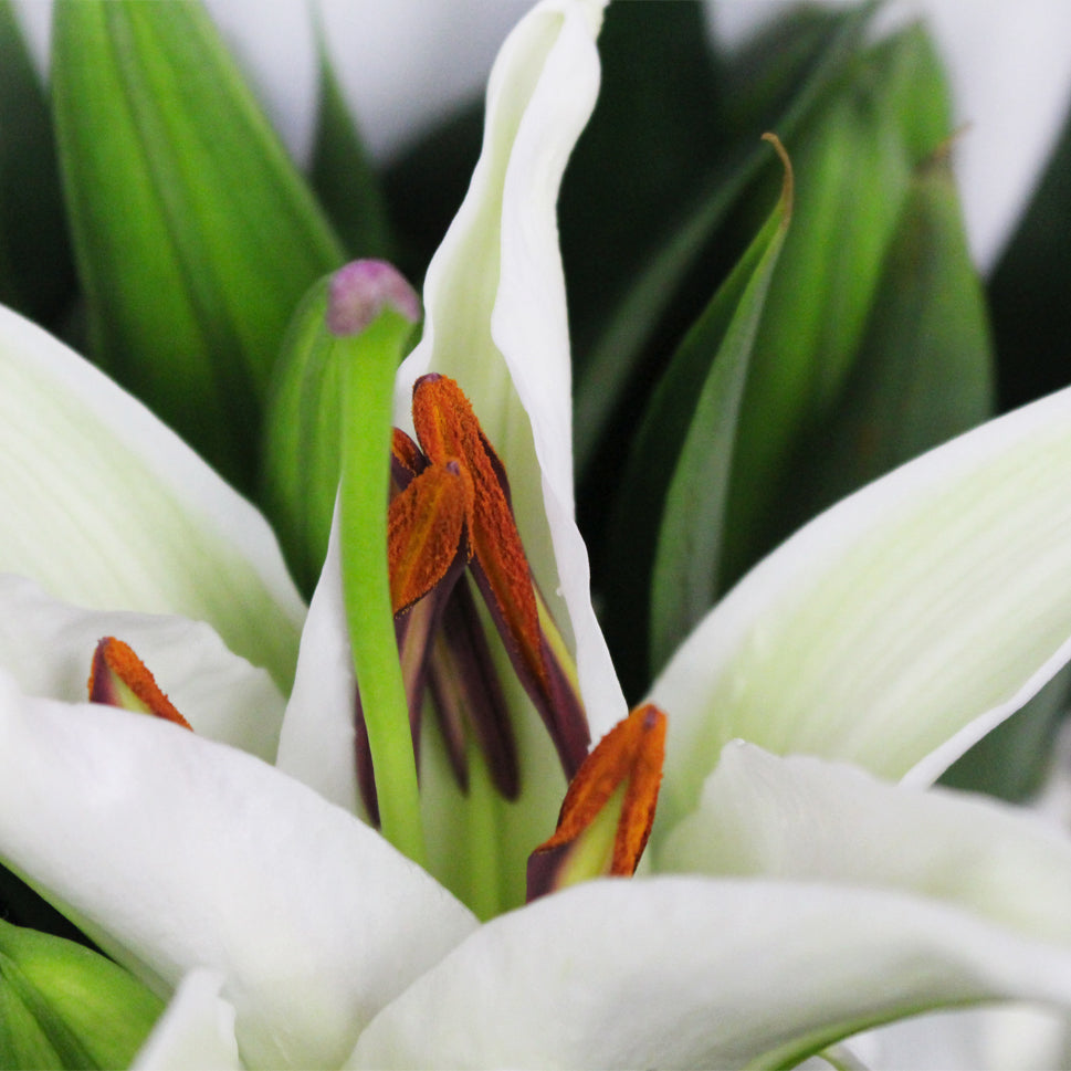 Lily Oriental - China