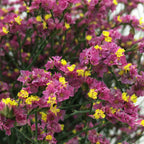 Limonium - China