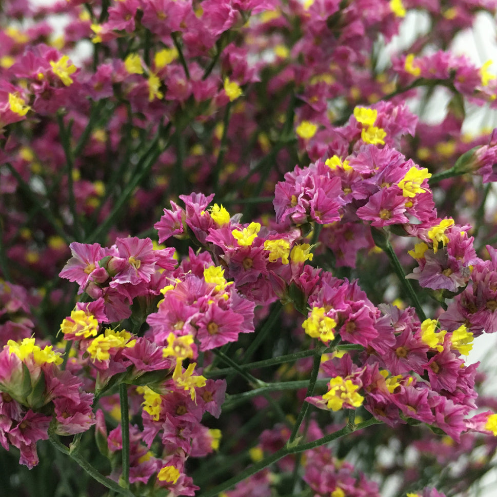 Limonium - China