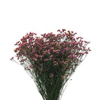 Limonium - China