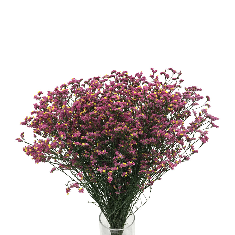 Limonium - China