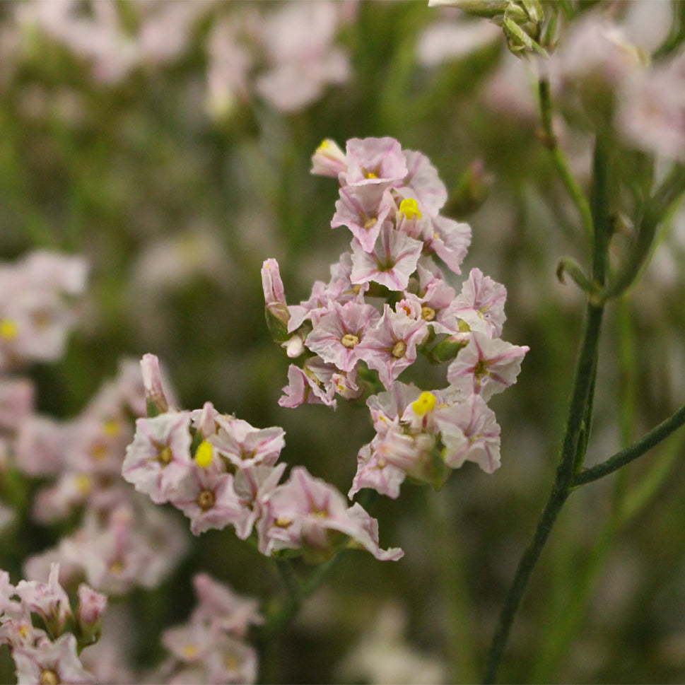 Limonium - China
