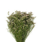 Limonium - China