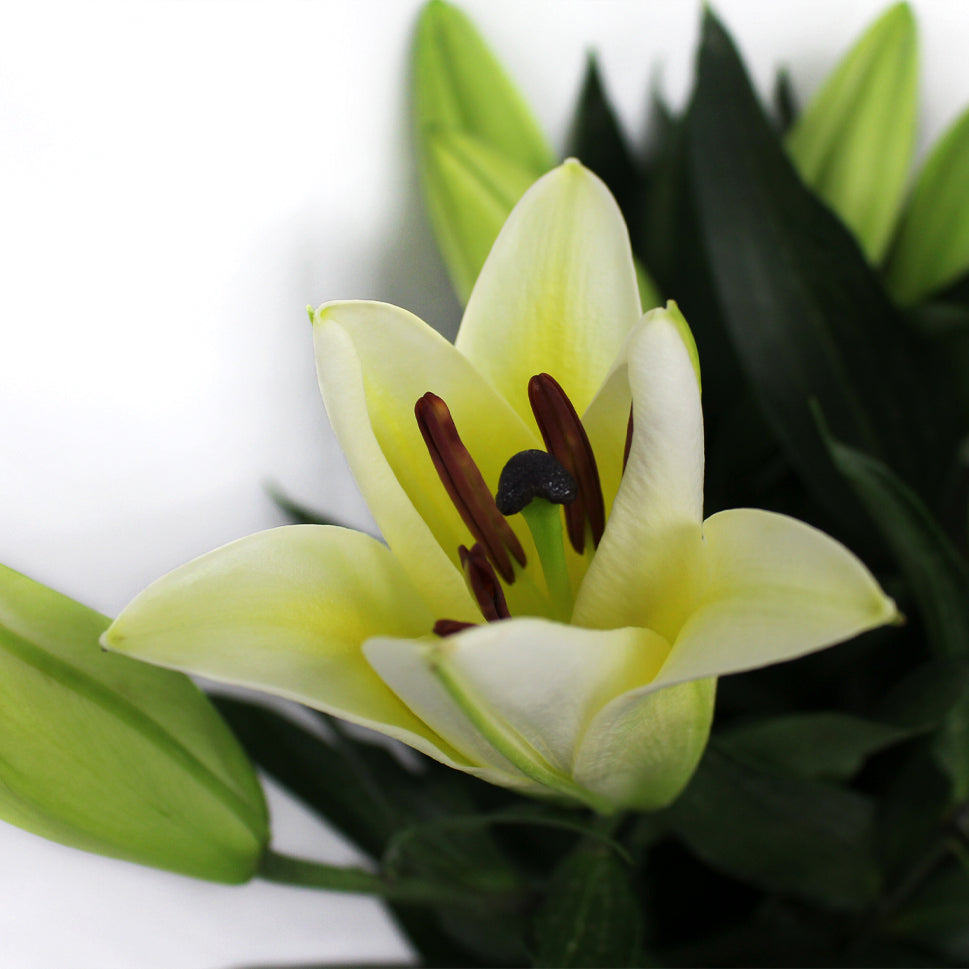 Lily Oriental Yellow Manissa - China