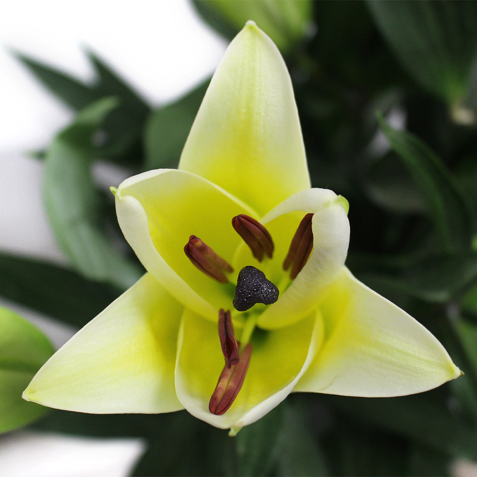 Lily Oriental Yellow Manissa - China