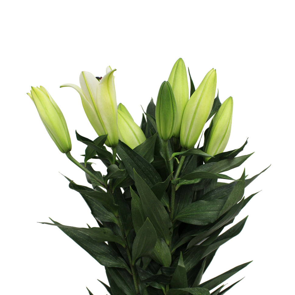 Lily Oriental - China