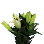 Lily Oriental - China