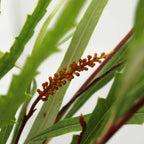 Grevillea - Italy