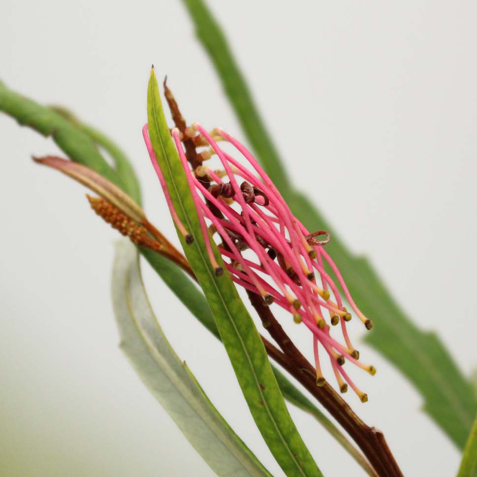 Grevillea - Italy