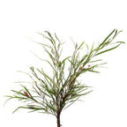 Grevillea - Italy