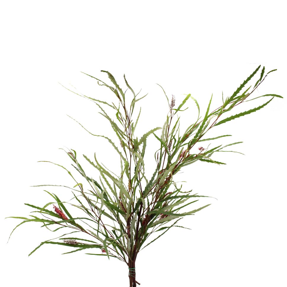 Grevillea - Italy