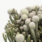 Brunia Silver - South Africa