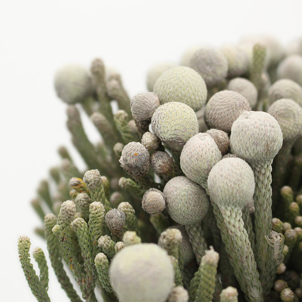 Brunia Silver - South Africa