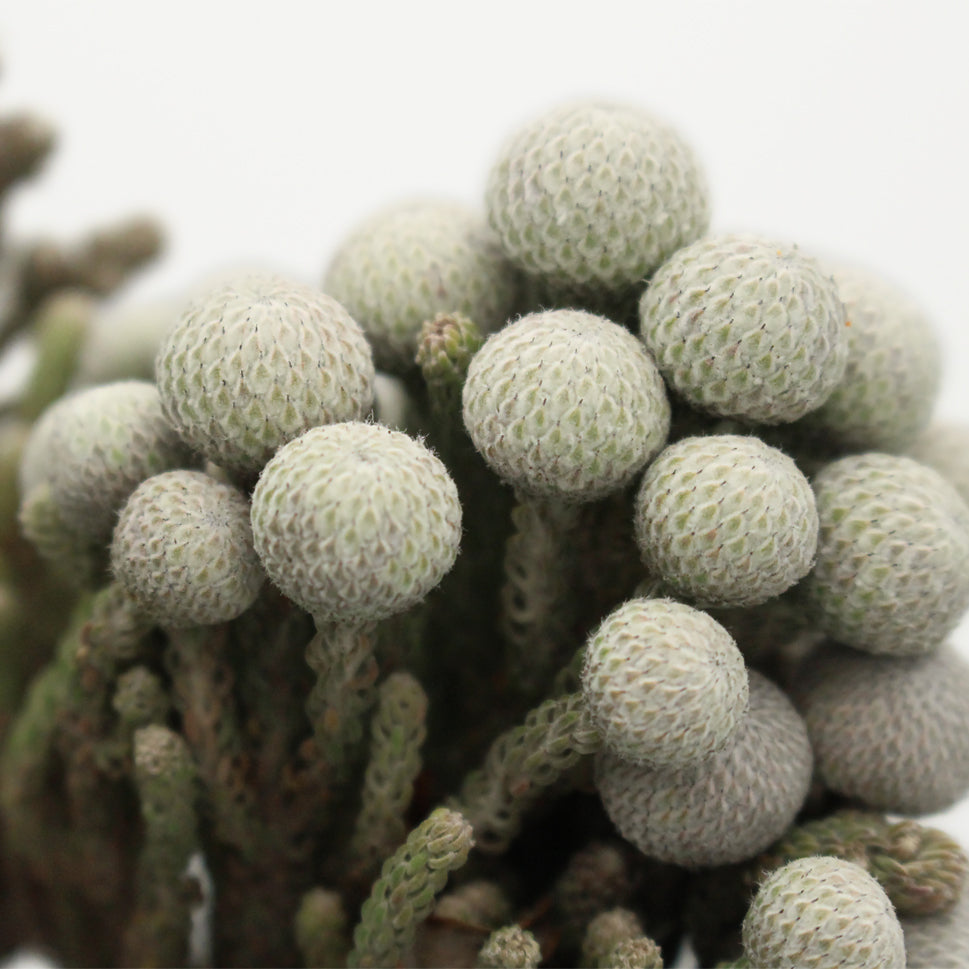 Brunia Silver - South Africa