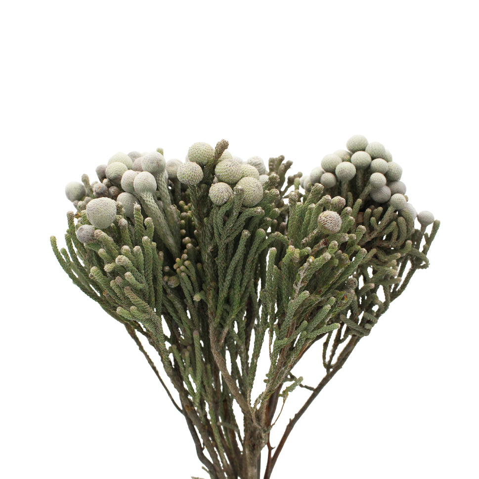 Brunia Silver - South Africa