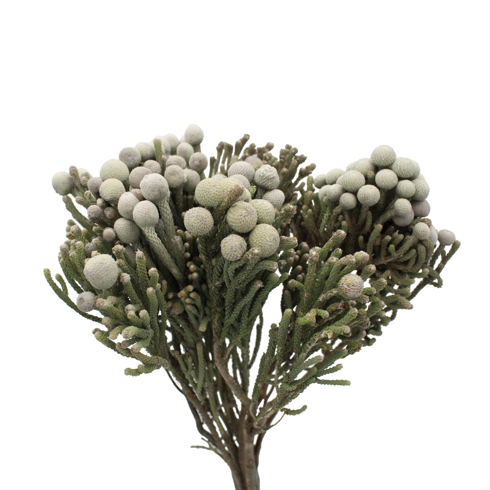 Brunia Silver - South Africa