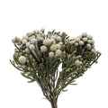 Brunia Silver - South Africa