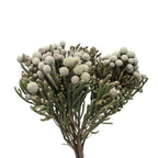 Brunia Silver - South Africa
