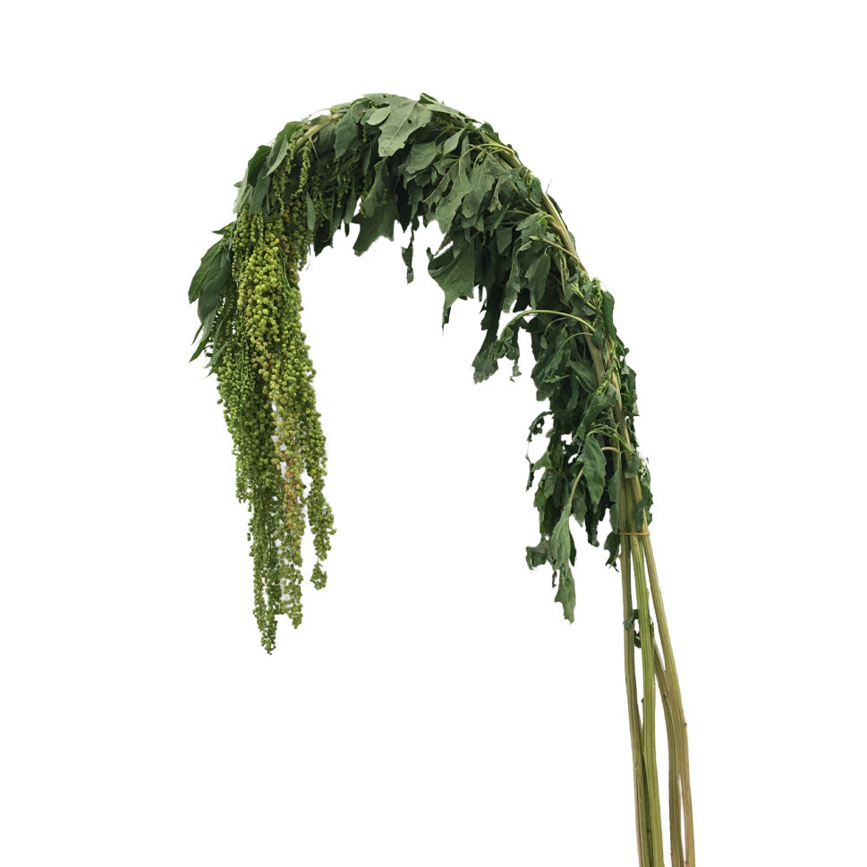 Amaranthus - China