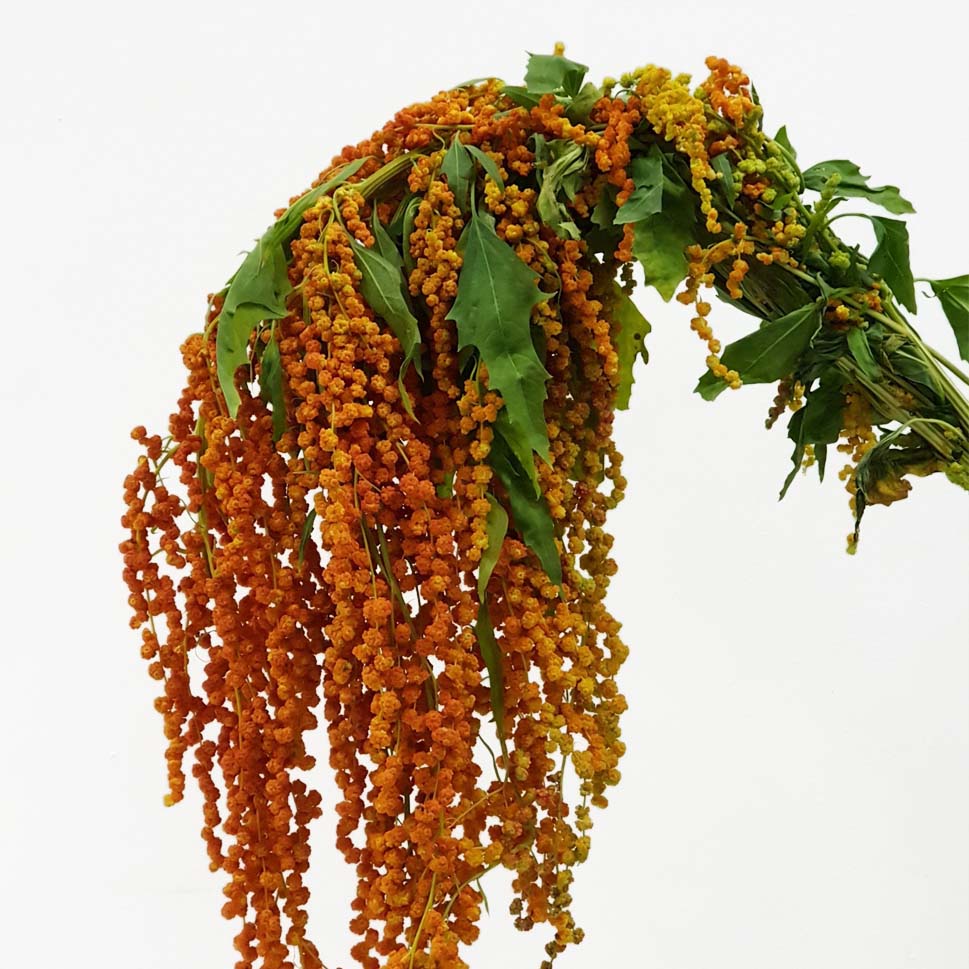 Amaranthus - China