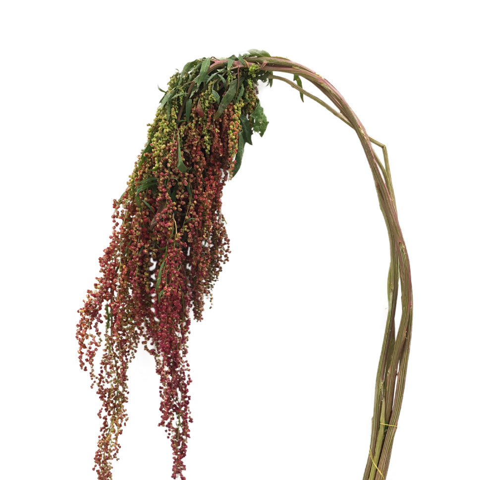 Amaranthus - China