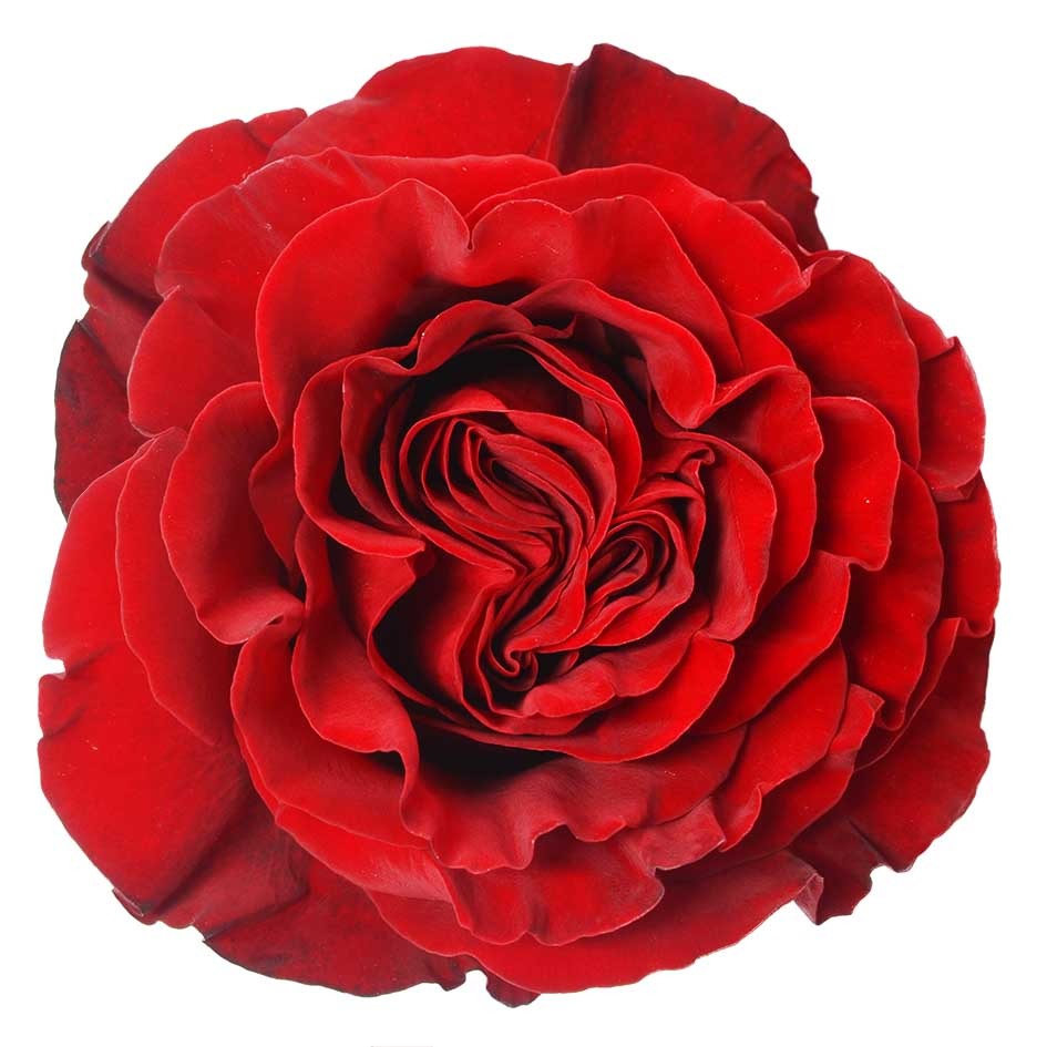 Rose - Ecuador
