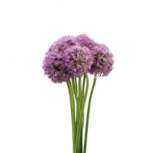 Allium Gladiator Purple - Holland