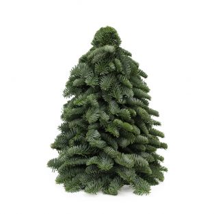 Tabletop Live Christmas Tree 50cm - Holland