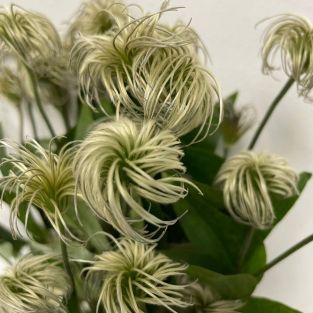 Clematis Seedhead - Holland