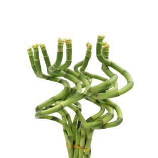 Lucky Curly Bamboo 80cm - Indonesia
