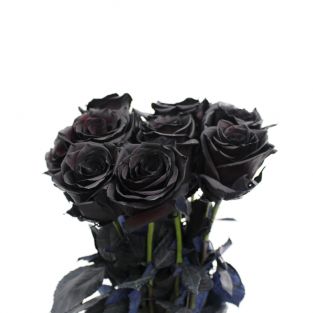 Rose Tinted Black - Ecuador